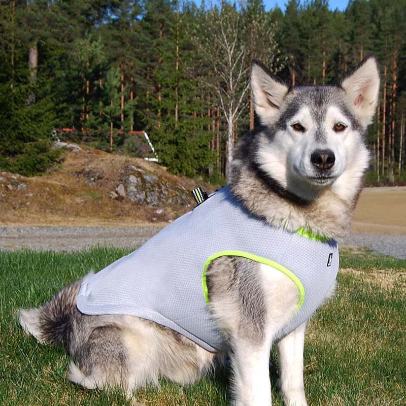 Arnés de tracción refrescante de verano para perro